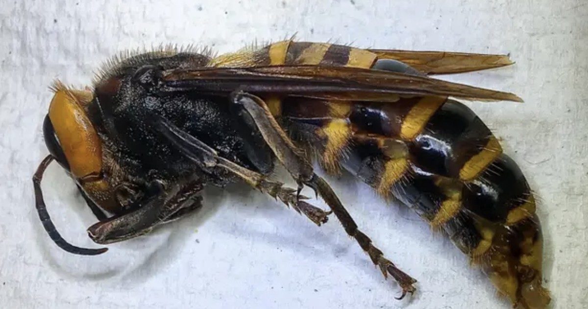 Così le vespe assassine asiatiche massacrano le api (e sono pericolose per l’uomo)