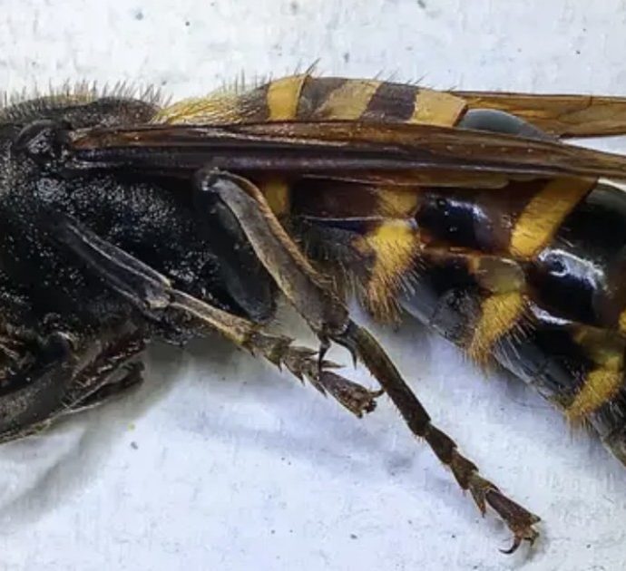 Così le vespe assassine asiatiche massacrano le api (e sono pericolose per l’uomo)