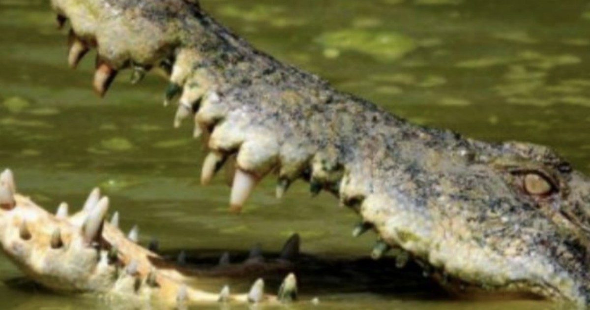 Scoperti i resti di un mostruoso animale simile al coccodrillo: ecco di cosa si tratta