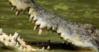 Copertina di “Abbiamo sentito urlare e poi un grande spruzzo d’acqua”: i resti di un pescatore 65enne ritrovati nella pancia di due coccodrilli
