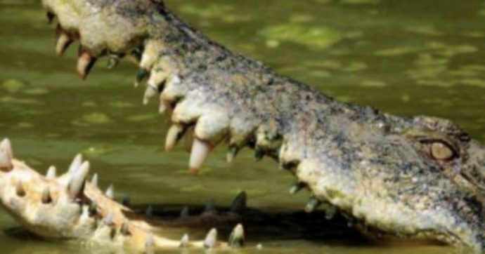 Va al lago per pescare con gli amici, un coccodrillo sbuca dall’acqua e lo azzanna: 15enne muore sbranato