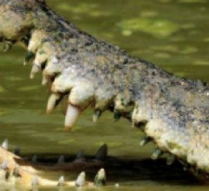 Dato per disperso, dopo sei giorni il corpo viene trovato quasi integro nel ventre di un coccodrillo