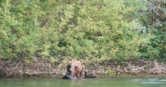 Copertina di L’orsa Amarena si concede un bagno al lago con i suoi piccoli: le immagini catturate in Abruzzo