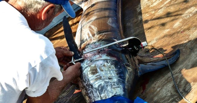 Pesca sostenibile non vuol dire meno dolorosa: ecco la brutale cattura dei pesce spada con l’arpione