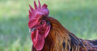 Copertina di Il suo gallo canta troppo presto: il proprietario viene multato, dovrà pagare 166 euro