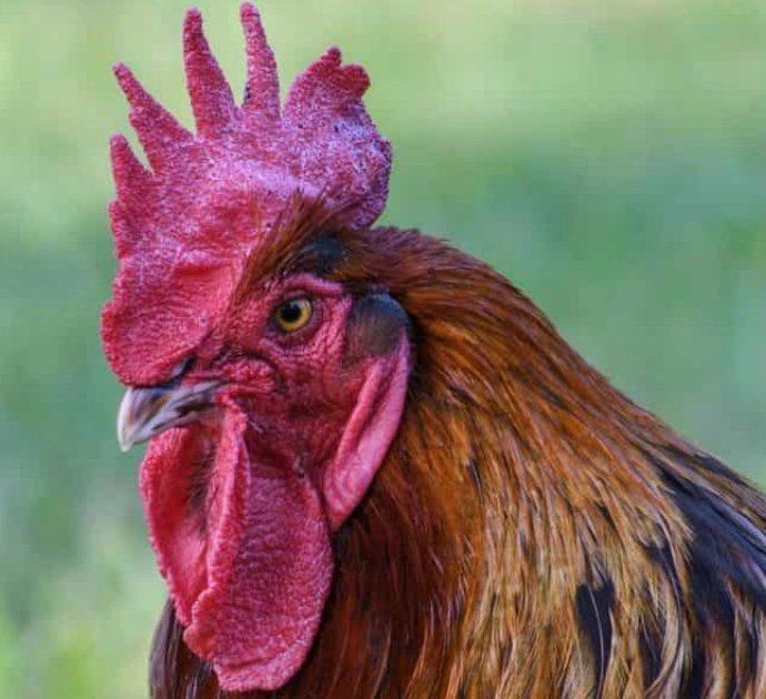 Il suo gallo canta troppo presto: il proprietario viene multato, dovrà pagare 166 euro