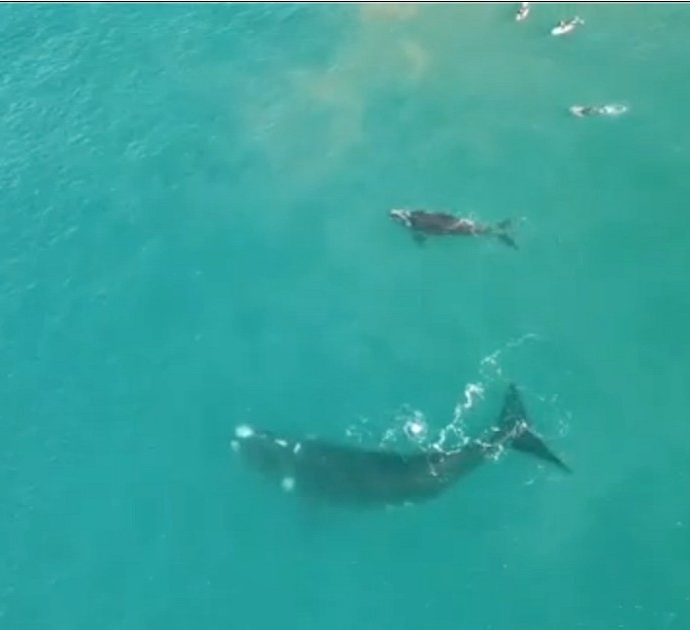 L’incontro ravvicinato tra i surfisti e la balena: così il mammifero protegge il suo piccolo. La scena (straordinaria) ripresa da un drone
