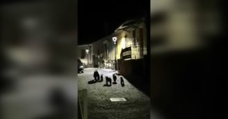 Copertina di Mamma orsa e i suoi quattro cuccioli avvistati in Abruzzo: la passeggiata in notturna per le vie di un paese – Video
