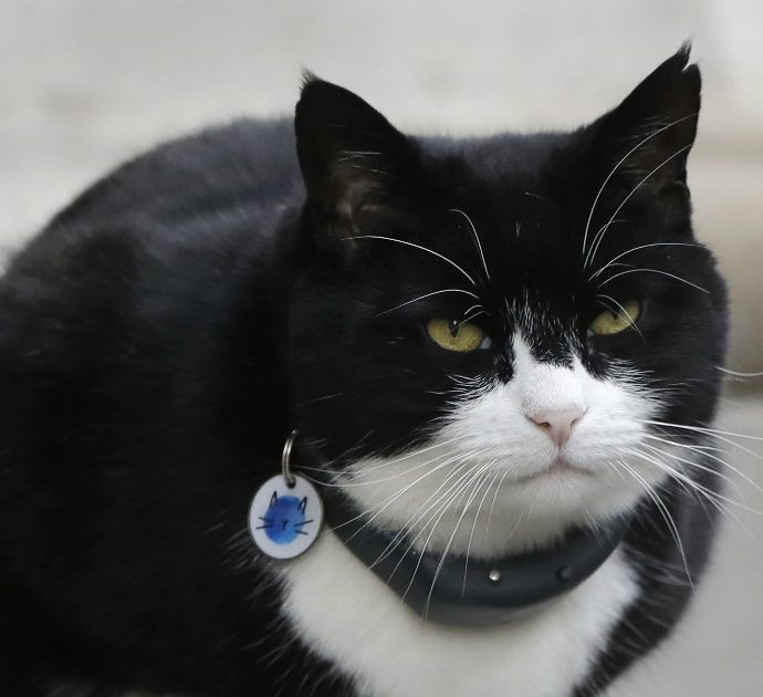 Giornata mondiale del gatto: Palmerston, il micio del ministero degli Esteri britannico, va in pensione. Gli auguri del governo