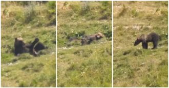 Copertina di L’orso mangia un cavallo e lo difende da lupi e grifoni: l’avvistamento nel Parco del Gran Sasso
