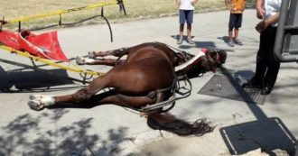 Copertina di Caserta, condannata a un anno di reclusione l’ex vetturina: il suo cavallo morì di infarto mentre trasportava i turisti sotto il sole