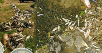 Copertina di Nestlé denunciata in Francia: trovate tre tonnellate di pesci morti nel fiume Aisne. L’impianto ammette: “Trabocco involontario”