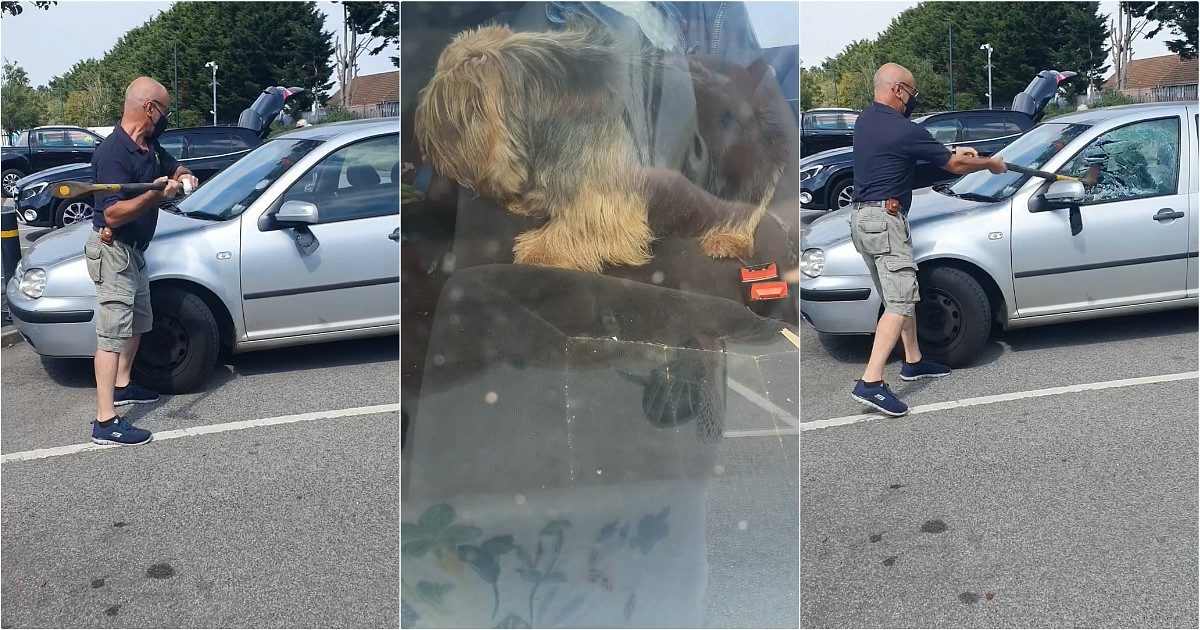 Cagnolino abbandonato in auto sotto il sole: un passante distrugge il finestrino. Il video del salvataggio