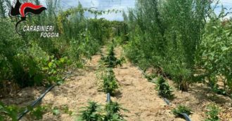 Copertina di Sequestrata maxi-piantagione di marijuana in Puglia: nascosta in un vigneto. Un arresto