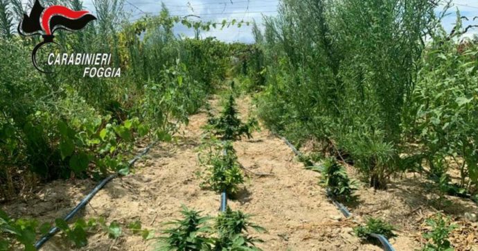 Sequestrata maxi-piantagione di marijuana in Puglia: nascosta in un vigneto. Un arresto