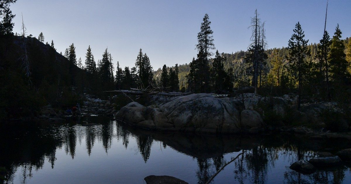 Un caso di peste registrato in California: è il primo da cinque anni. I medici: “Forse contagiato durante una passeggiata con il cane”