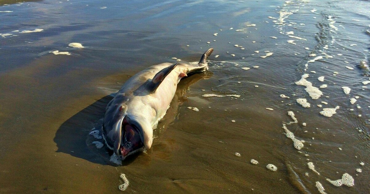 Strage di delfini e altri mammiferi nel Mar Nero dopo il naufragio delle petroliere russe danneggiate da una tempesta nel Mar Nero