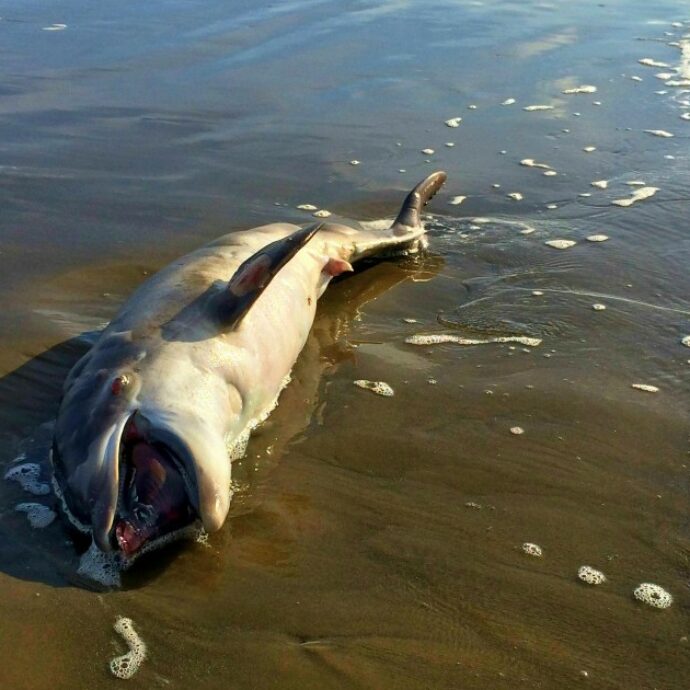 Strage di delfini e altri mammiferi nel Mar Nero dopo il naufragio delle petroliere russe danneggiate da una tempesta nel Mar Nero