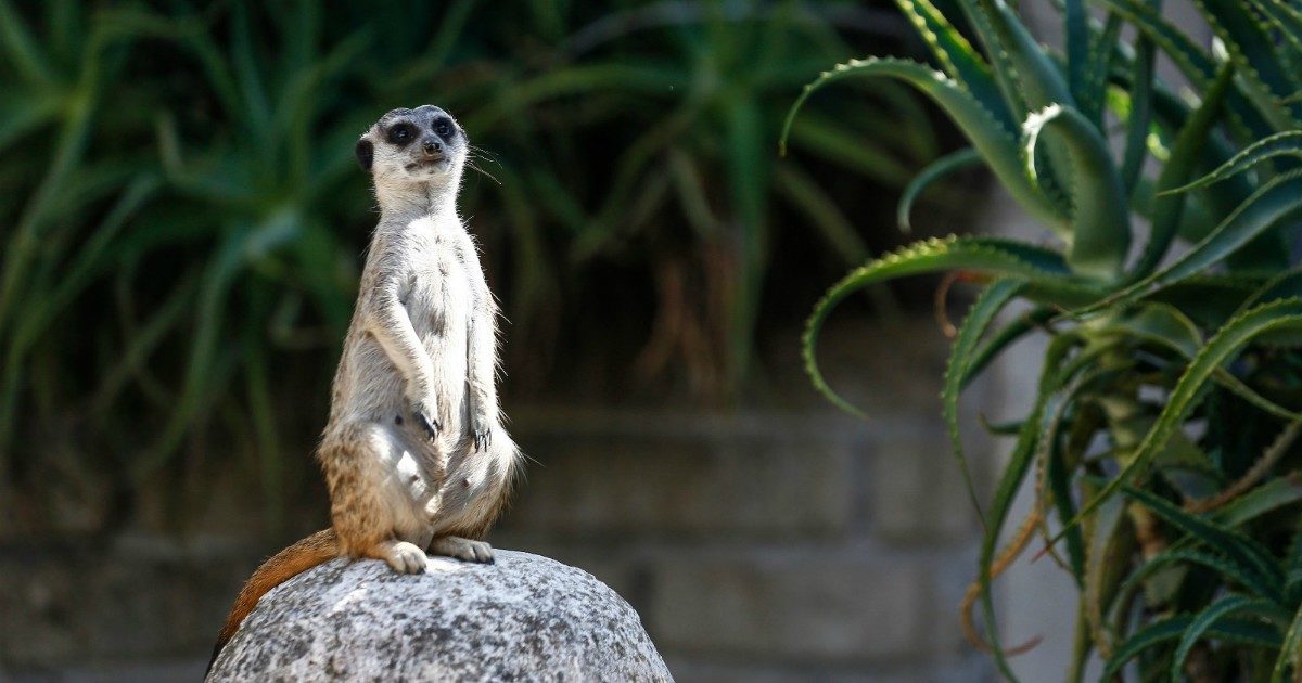 A Roma è apparso un suricato al guinzaglio: che animale è e perché non andrebbe adottato