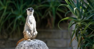 A Roma è apparso un suricato al guinzaglio: che animale è e perché non andrebbe adottato