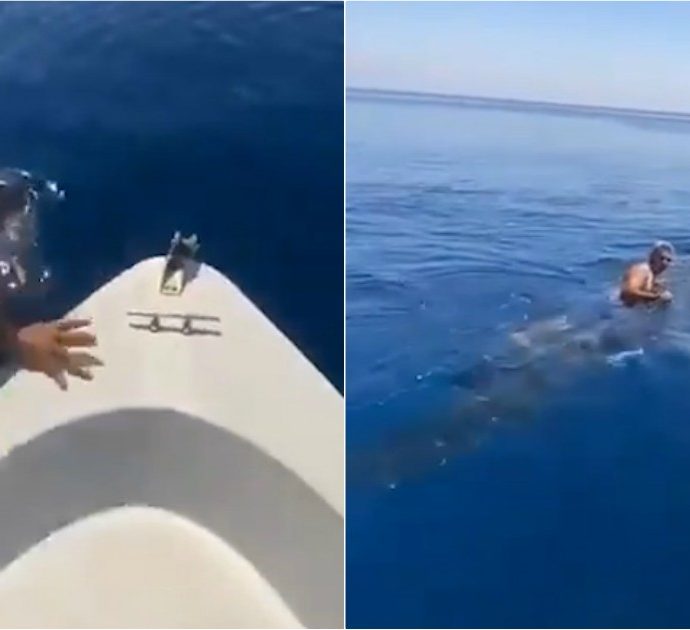 Salta sopra uno squalo balena e lo “cavalca”: il video girato in Arabia Saudita