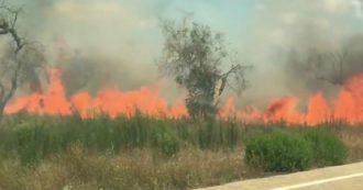 Copertina di Decine di ulivi affetti da Xylella dati alle fiamme in Salento: il video degli incendi ai bordi della strada