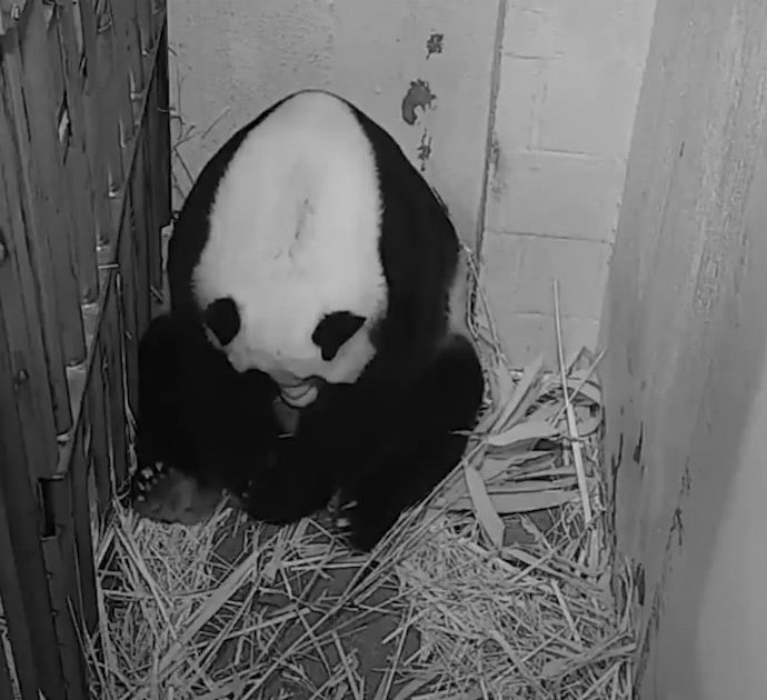 Il parto di Mei Xiang è in diretta, allo zoo di Washington è venuto al mondo un prezioso cucciolo di panda gigante