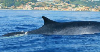Copertina di Avvistata nel Santuario dei cetacei un’altra balenottera con la coda ferita. “Colpita da una barca, è magrissima e coperta da parassiti”