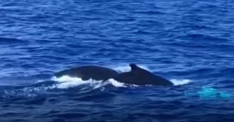 Copertina di Mamma e cucciolo di megattera nel golfo di Genova, l’esperto: “Straordinario, vivono negli Oceani e di rado passano nel Mediterraneo”