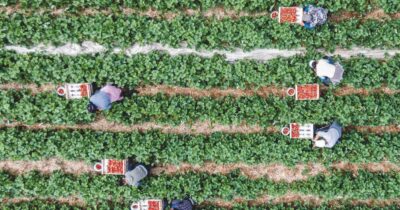 Copertina di Prezzi alimentari, Coldiretti: “Aumenti record per pere, pasta e frutti di mare causa rincari di energia e concimi e cambiamento climatico”
