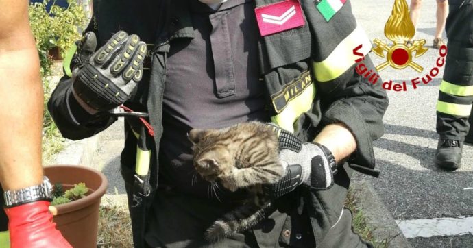 Gatto rimane incastrato nel motore di un’auto: il salvataggio dei Vigili del fuoco – FOTO