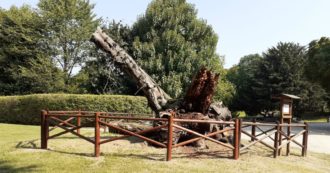 Copertina di Milano, una nuova vita per la Quercia di Montale. La sua storia raccontata in un leporello