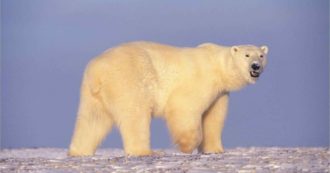 Copertina di Orso polare uccide campeggiatore in Norvegia: è il sesto caso in 50 anni