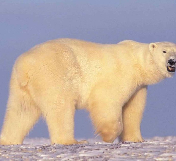 Orso polare uccide campeggiatore in Norvegia: è il sesto caso in 50 anni