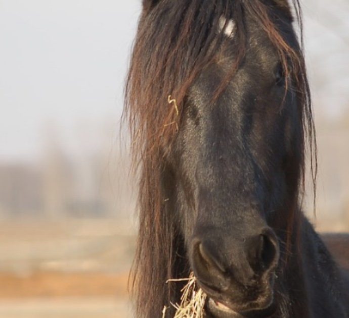 Cavalli mutilati in modo macabro in Francia: tra le ipotesi quella dei rituali satanici. Paura negli allevamenti