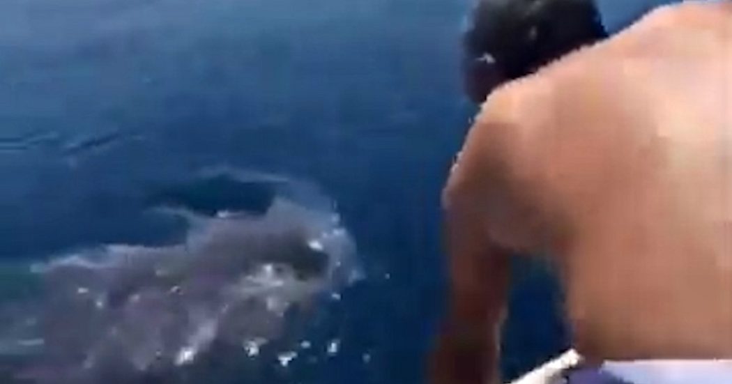 Salta sul dorso di uno squalo balena e prova a cavalcarlo. Critiche dalle associazioni animaliste