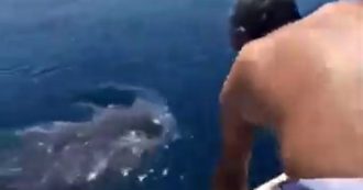 Salta sul dorso di uno squalo balena e prova a cavalcarlo. Critiche dalle associazioni animaliste