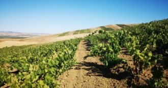 Halarà, a Marsala sei produttori amici si mettono insieme per creare buoni vini e un metodo che farà scuola