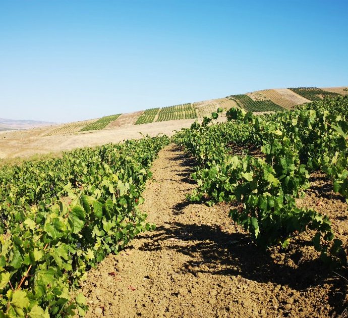 Halarà, a Marsala sei produttori amici si mettono insieme per creare buoni vini e un metodo che farà scuola