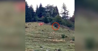 Copertina di Trentino, l’orso punta una mucca: il faccia a faccia in alta quota ha un finale sorprendente