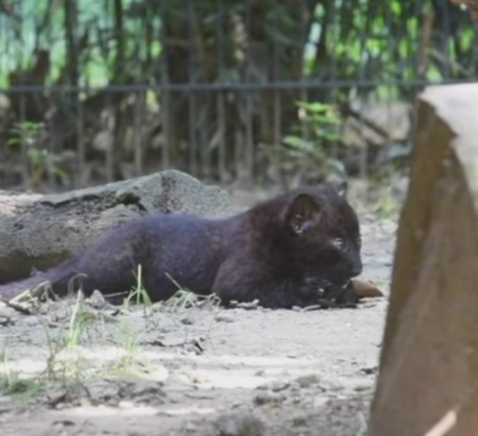 Nata pantera nera a Le Cornelle, il parco nella Bergamasca. Sui social contest per il nome