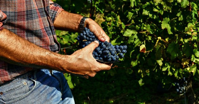 Sicilia, gli agricoltori bloccano la vendemmia a Marsala: “Il caldo record ha distrutto il 65% del raccolto. Siamo rovinati, il governo ci aiuti”