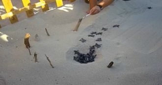 Copertina di Prima affiorano dalla sabbia, poi corrono verso il mare: ecco la schiusa “eccezionale” delle tartarughe caretta caretta in Salento – Video