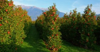 Copertina di Il dibattito sull’uso dei pesticidi in Alto Adige: querela dell’assessore (che ora vuole ritarla) contro chi ha denunciato i rischi per la salute