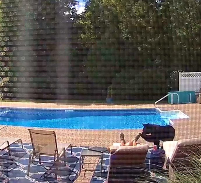 Si addormenta a bordo della piscina e viene svegliato da un orso: la reazione è sorprendente
