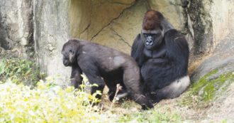 Copertina di “Il gorilla ce l’ha piccolo” e il pappagallo dura un’ora