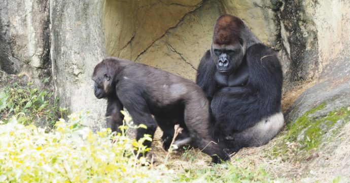 Copertina di “Il gorilla ce l’ha piccolo” e il pappagallo dura un’ora