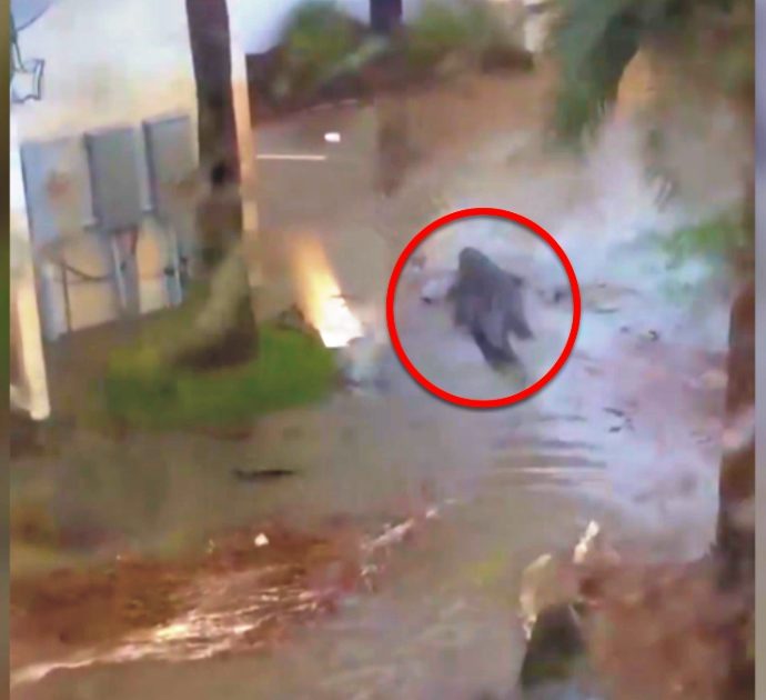 Paura in Alabama, spunta un coccodrillo tra le strade dopo il passaggio dell’uragano Sally