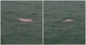 Dalle acque spunta un rarissimo esemplare di delfino rosa: le immagini da Hong Kong