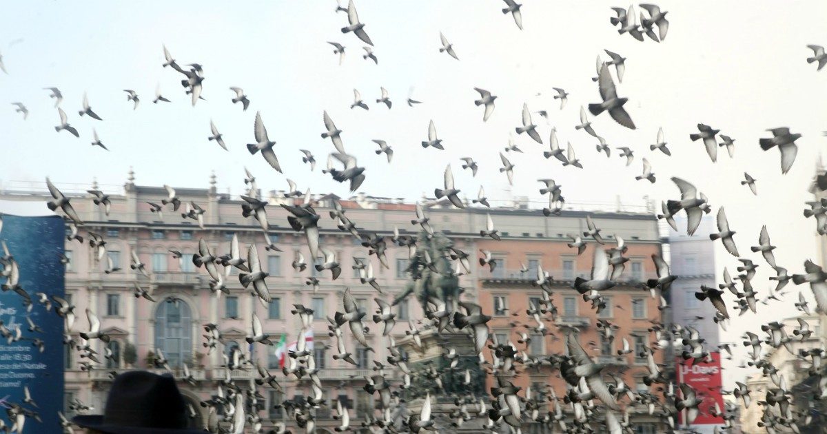 Morto Giuseppe Belvedere, addio al clochard dei piccioni di Parigi: ex commercialista, ha dedicato la sua vita agli uccelli